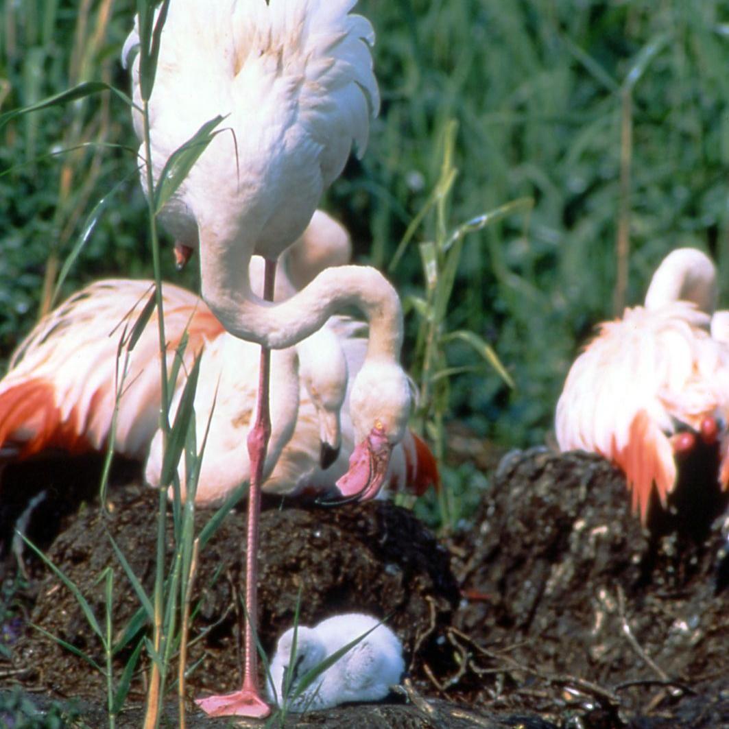 Flamingos in het Duits-Nederlandse grensgebied met de noordelijkste flamingokolonie van Europa