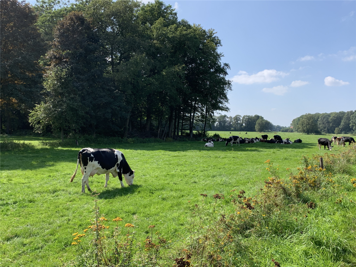 Foto van prachtig landschap met wei en grazende koe